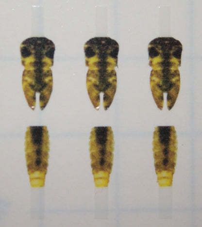 Realistic Mayfly Nymph Buds & Back