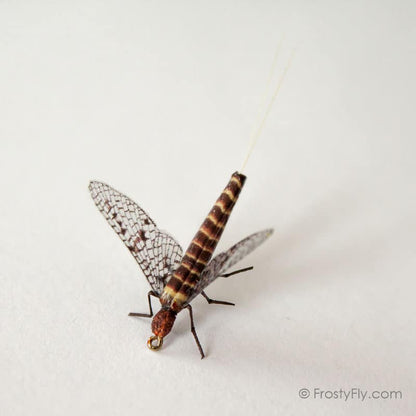 Realistic Mayfly Dry II