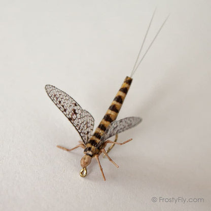 Realistic Mayfly Dry II