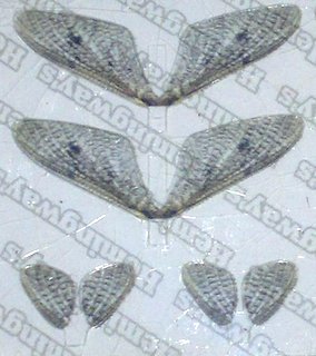 Realistic Mayfly Wings - 2 Pairs - Front & Back Wings