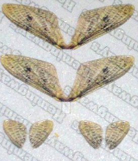 Realistic Mayfly Wings - 2 Pairs - Front & Back Wings