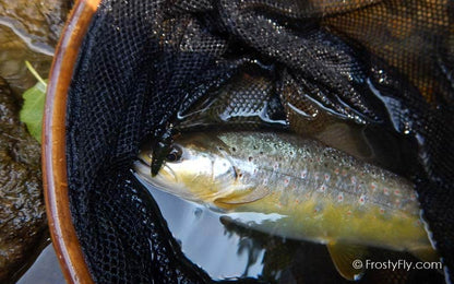 Realistic Skimmer Dragonfly Larvae