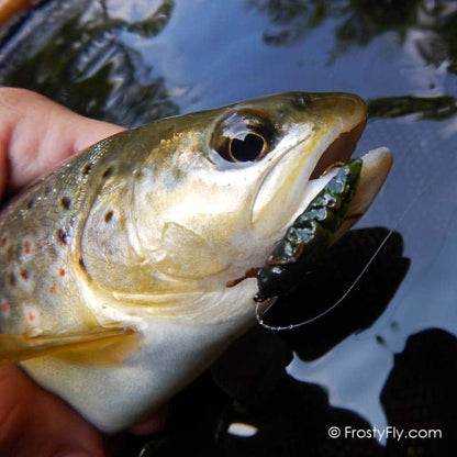 Realistic Skimmer Dragonfly Larvae in Action