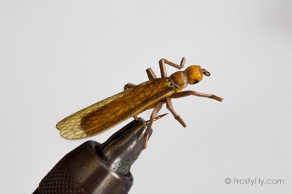 Stonefly Life Cycle: Stonefly adult on a rock