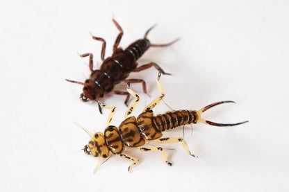 Realistic Stonefly Nymph - Realistic Stonefly Nymph Body