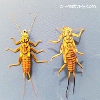 Hemingway's Realistic Stonefly Nymph Fly made by Ken Held vs Stonefly nymph