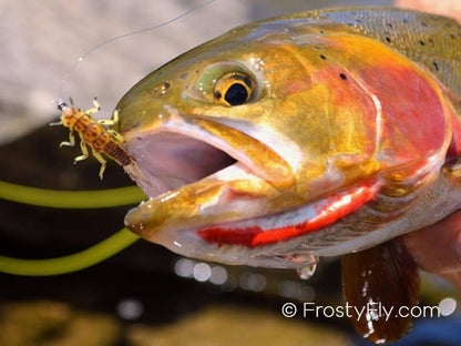 Cutthroat trout caught with Hemingway's Stonefly Nymph