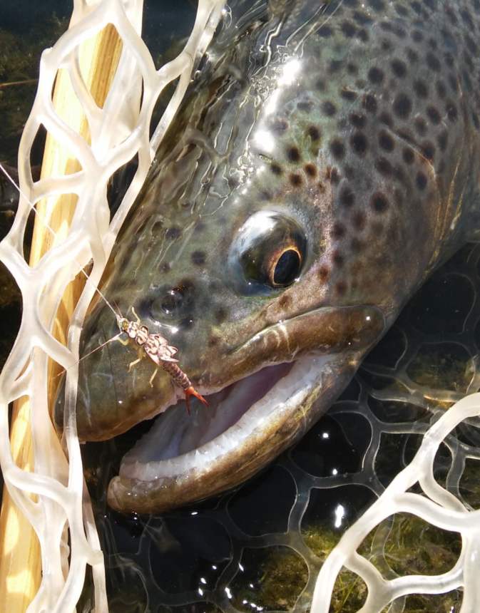 Hemingway's Realistic Stonefly Nymph in Action