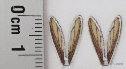 Realistic Wasp Wings