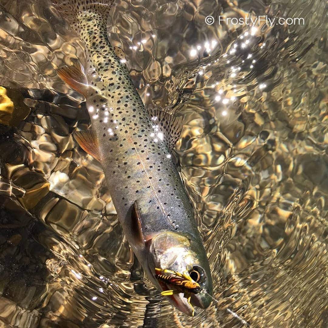 Cutthroat trout loving the hopper