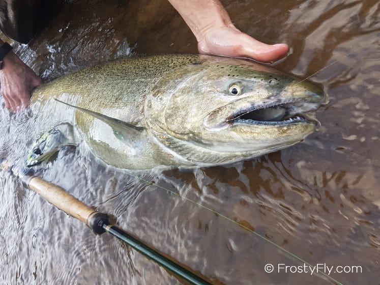 Salmon caught on a Realistic Stonefly Nymph