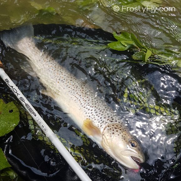 Sinapsi Black Sheep 10 3wt Euro Nymphing Rod is a top-performance nymphing fly rod