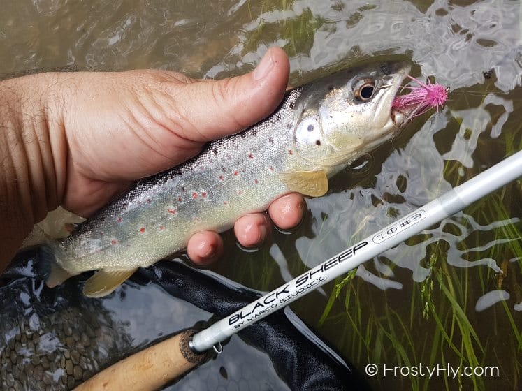 Sinapsi Black Sheep10' 3wtEuro Nymphing Rod