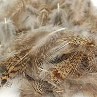 Selected Partridge Feathers