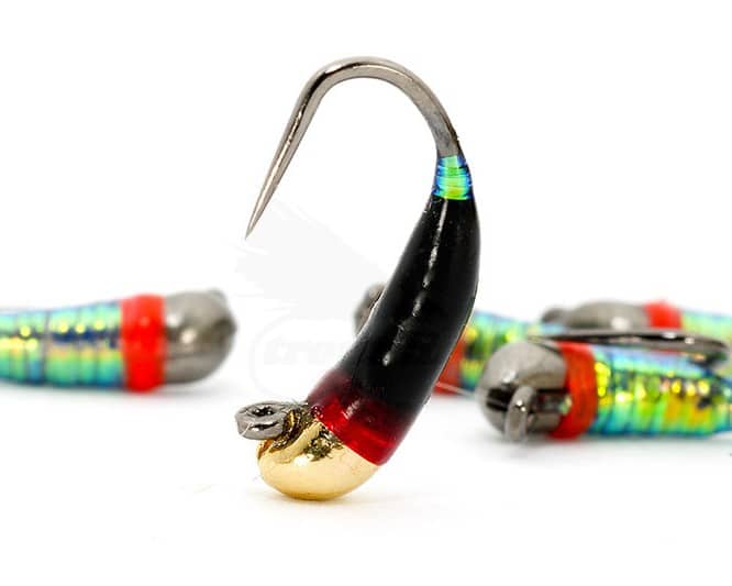 Spanish Black Bomb Nymph