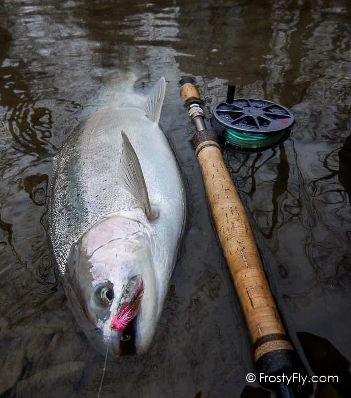 Starlite Muddler Minnow