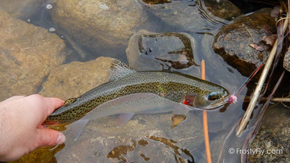 Starlite Muddler Minnow