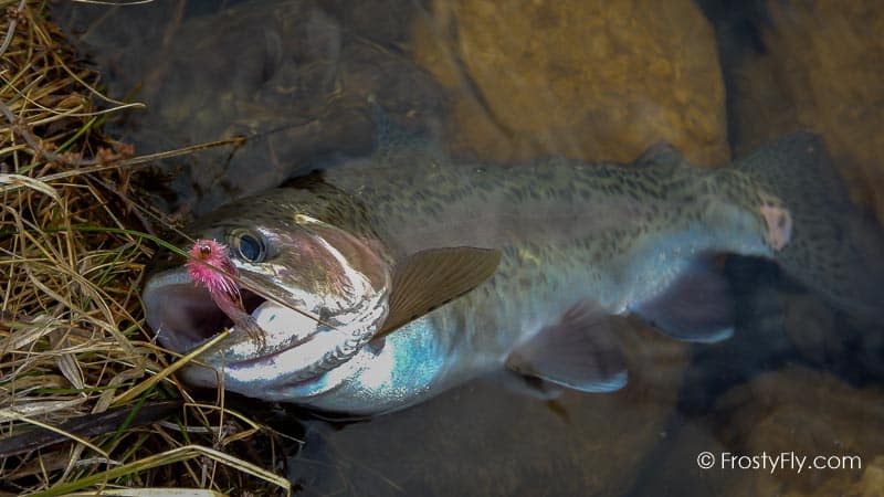 Starlite Muddler Minnow