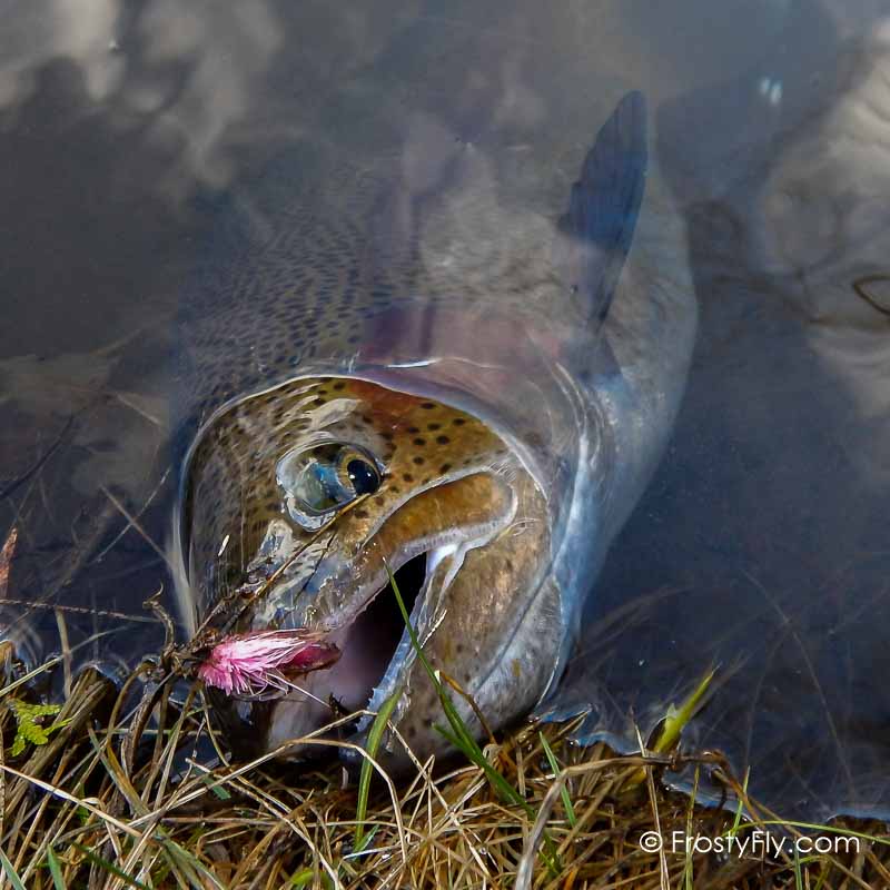 Starlite Muddler Minnow