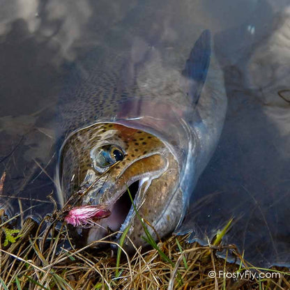 Starlite Muddler Minnow