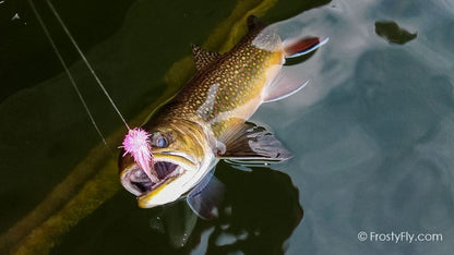 Starlite Muddler Minnow