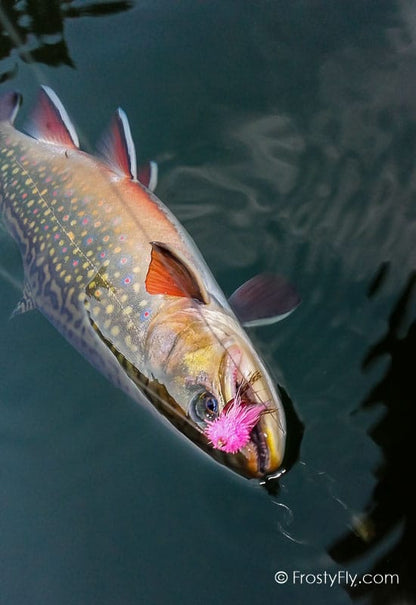 Starlite Muddler Minnow