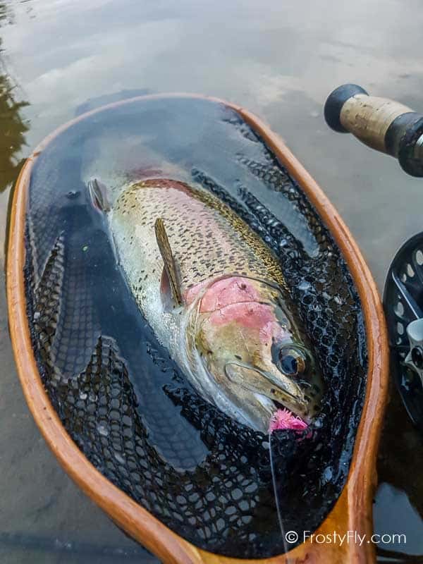 Starlite Muddler Minnow