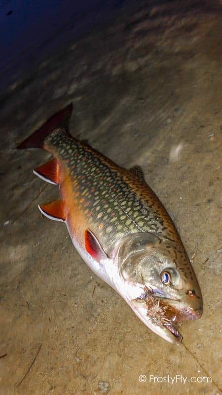 Starlite Muddler Minnow