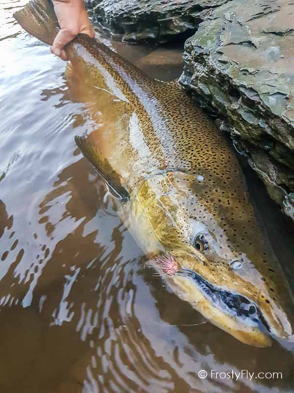 Starlite Muddler Minnow