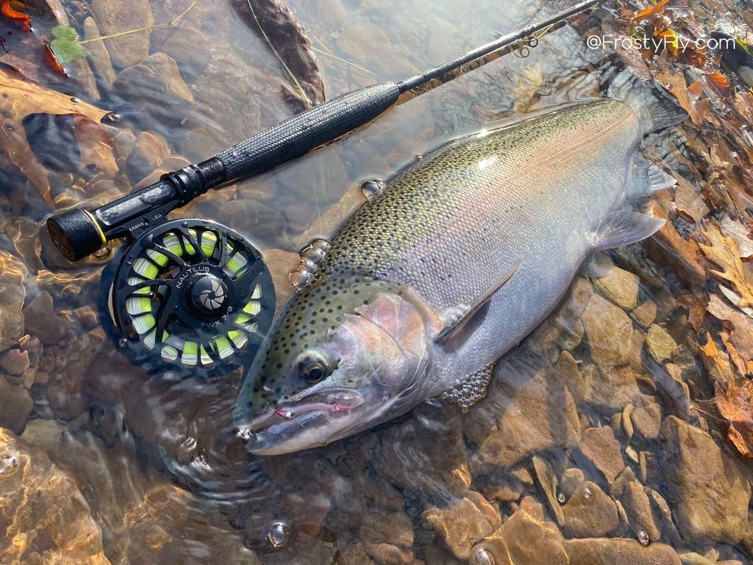 Pink Perdigon Jig Barbless in action