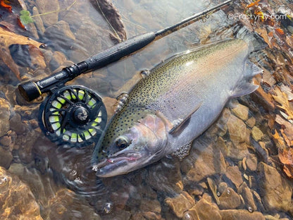 Pink Perdigon Jig Barbless in action