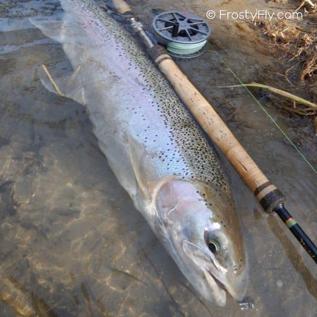 Steelhead caught on a Black Stonefly Nymph