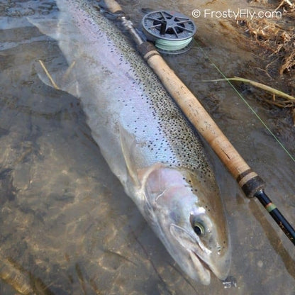 Steelhead caught on a Black Stonefly Nymph