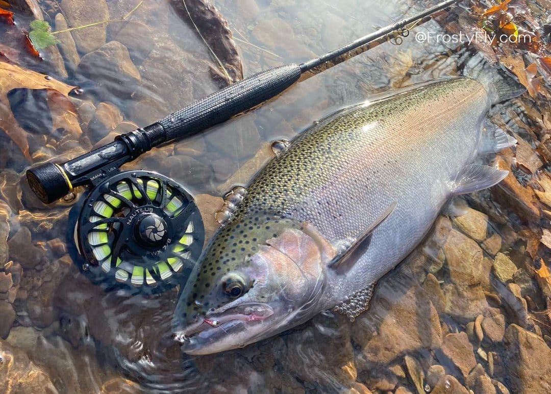 Steelhead on a Adams Max Black 3wt rod