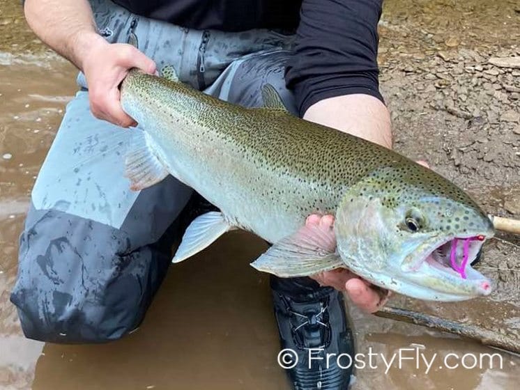 Steelhead on a Frosty Fly Wiggly Worm Bodies