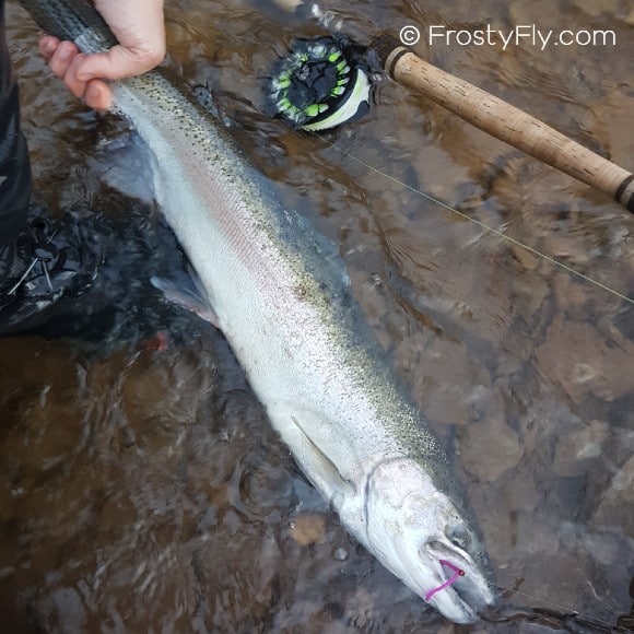 Steelhead on a purple Wiggly Worm Bodies