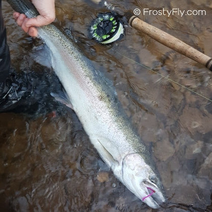 Steelhead on a purple Wiggly Worm Bodies