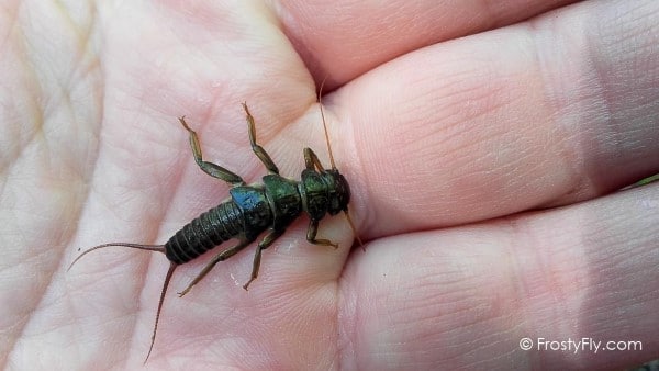 Stonefly nymph found crawling on the riverbed