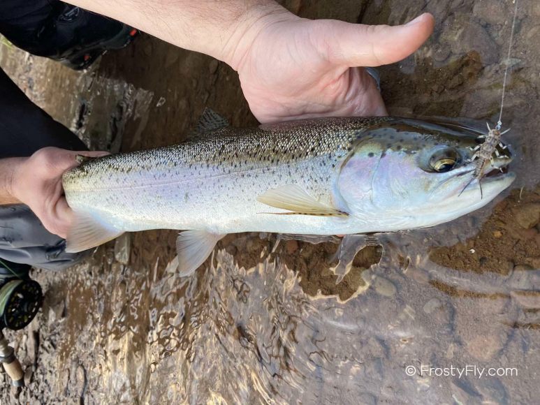 Stonefly Nymph Steelhead Fishing