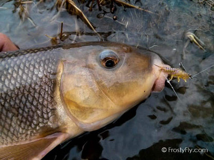 Realistic Stonefly Nymph Wing Buds & Back