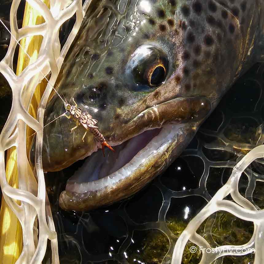 Stonefly Nymph