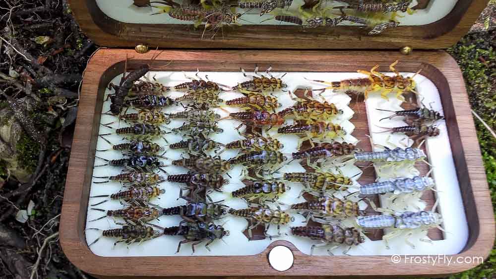 Stonefly Nymphs - Spot the Live One!