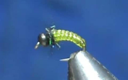 Stretch Rib Caddis Larva