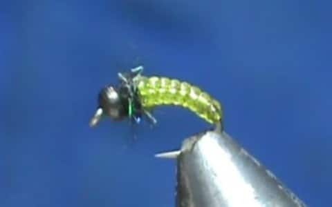 Stretch Rib Caddis Larva