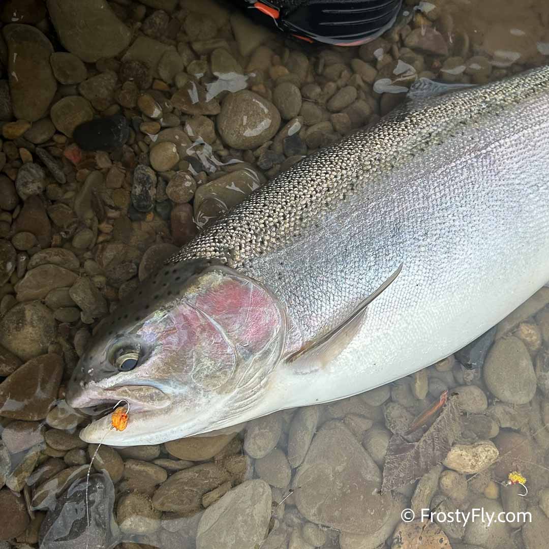 Taco Tungsten Egg Fly