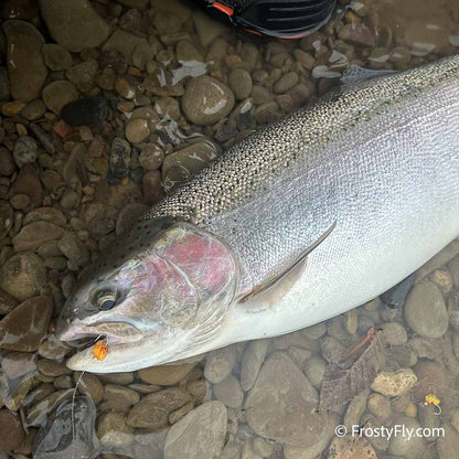 Taco Tungsten Egg Fly