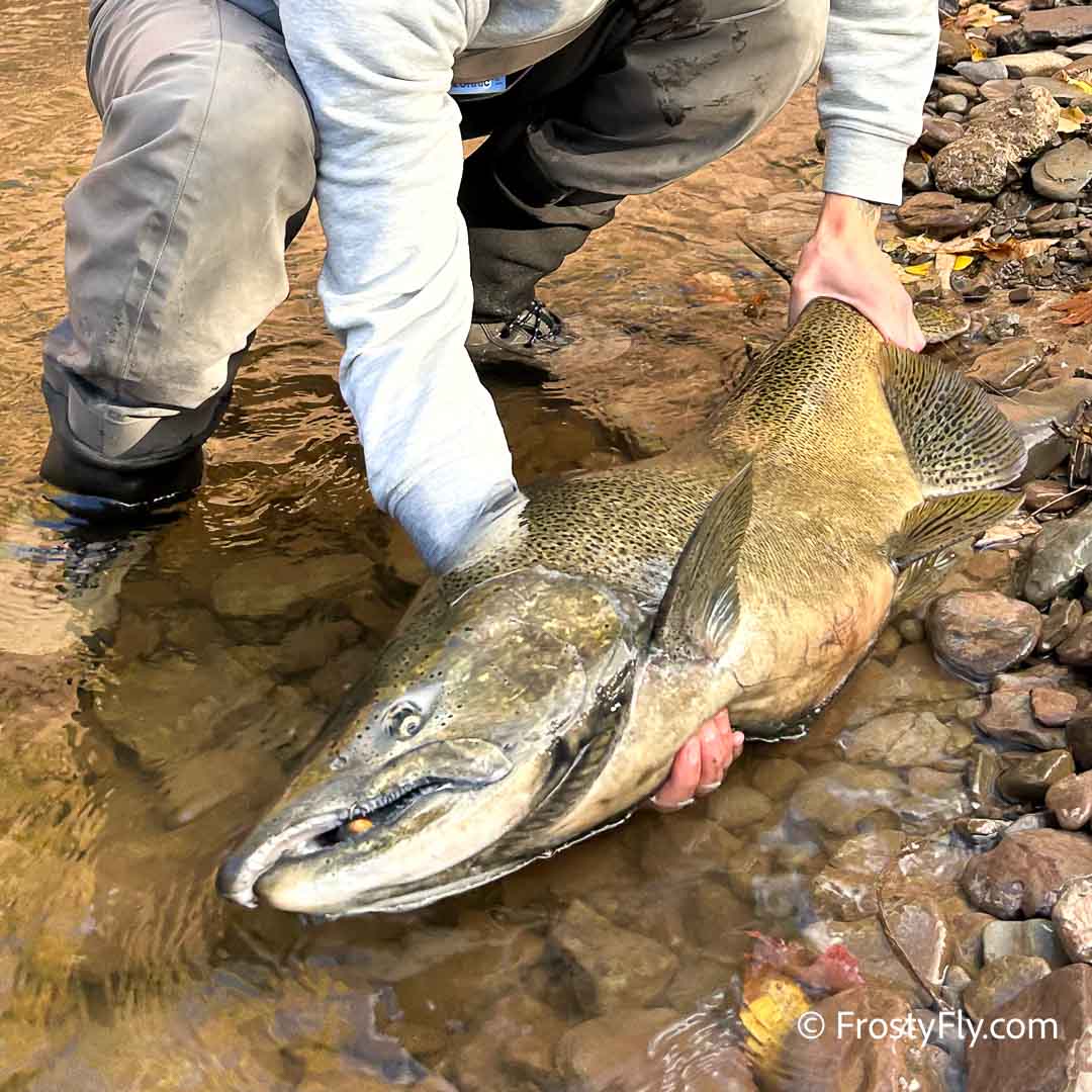 Taco Tungsten Egg Fly