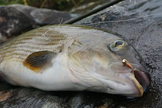 Tactical Jig Nymph in action!