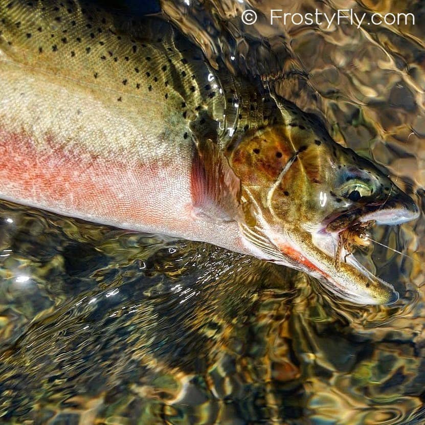 Realistic Green Grasshopper