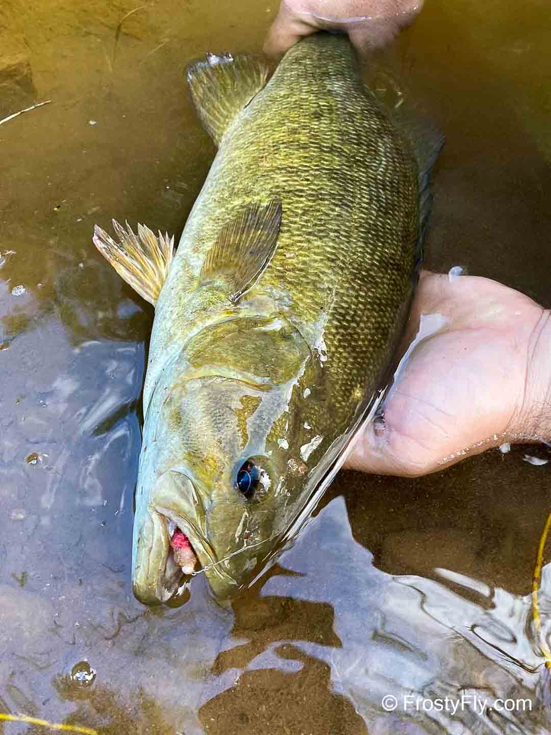 Tungsten Mop Fly and bass